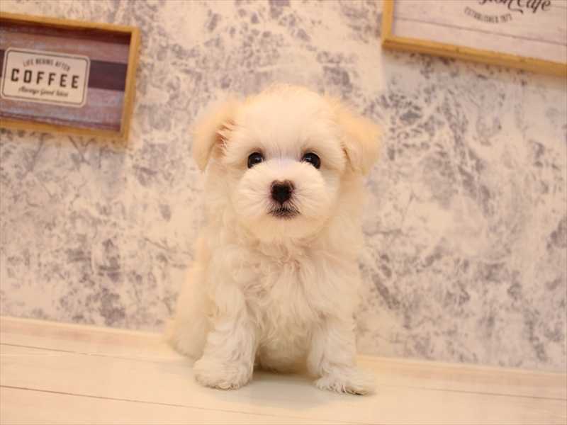 埼玉県のハーフ犬・ミックス犬 (ワンラブ西武所沢ワルツ店/2025年8月3日生まれ/男の子/ホワイト)の子犬の2枚目の画像