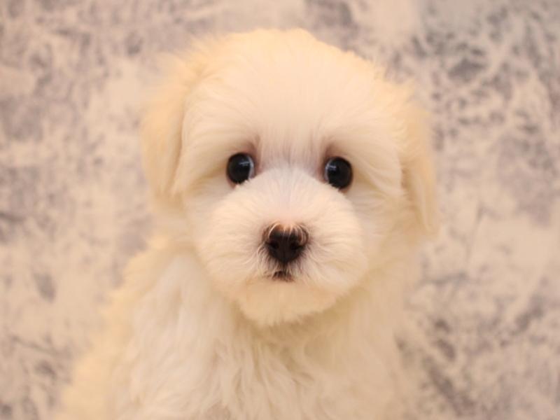 埼玉県のハーフ犬・ミックス犬 (ワンラブ埼玉寄居店/2025年8月3日生まれ/男の子/ホワイト)の子犬の1枚目の画像