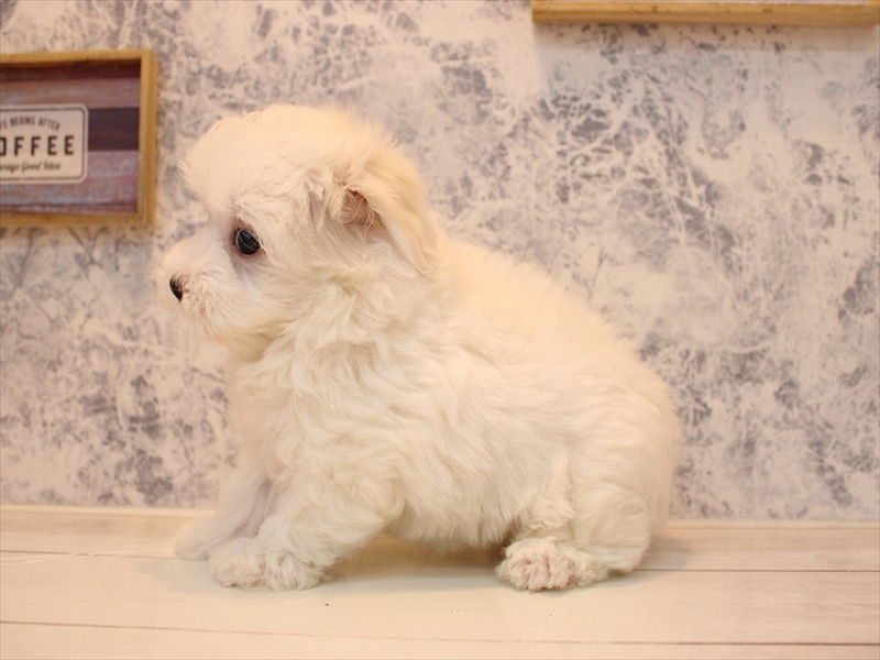 埼玉県のハーフ犬・ミックス犬 (ワンラブ埼玉寄居店/2025年8月3日生まれ/男の子/ホワイト)の子犬の3枚目の画像