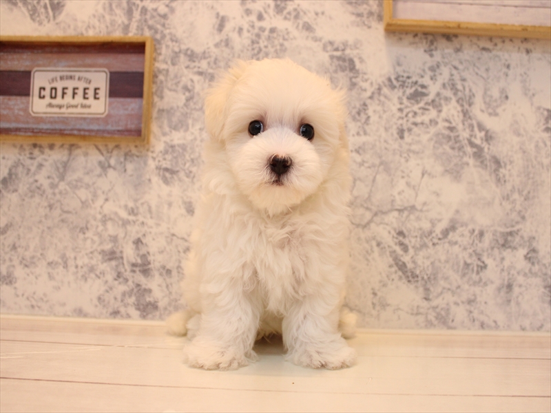 埼玉県のハーフ犬・ミックス犬 (ワンラブ埼玉寄居店/2025年8月3日生まれ/男の子/ホワイト)の子犬の2枚目の画像