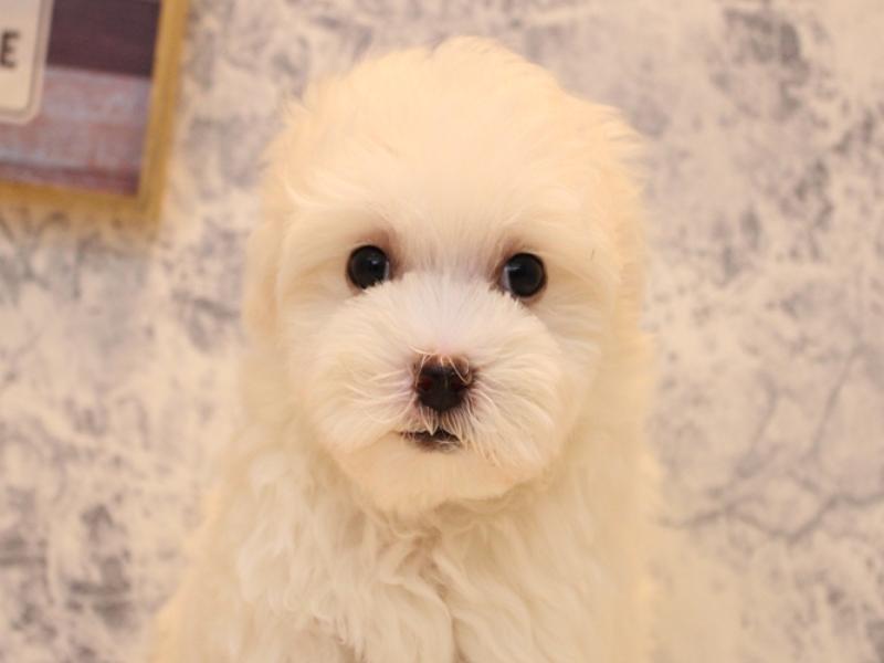 埼玉県のハーフ犬・ミックス犬 (ワンラブアリオ川口店/2025年8月3日生まれ/男の子/ホワイト)の子犬の1枚目の画像