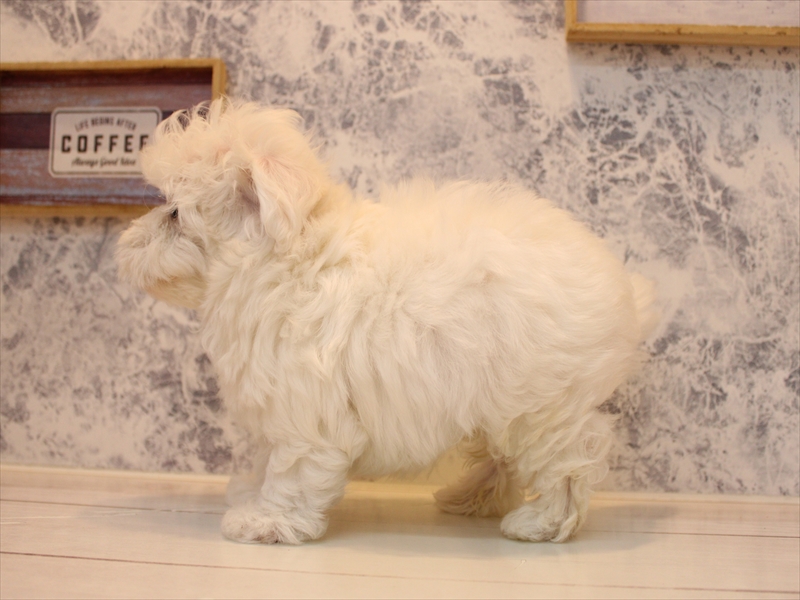 埼玉県のハーフ犬・ミックス犬 (ワンラブアリオ川口店/2025年8月3日生まれ/男の子/ホワイト)の子犬の3枚目の画像