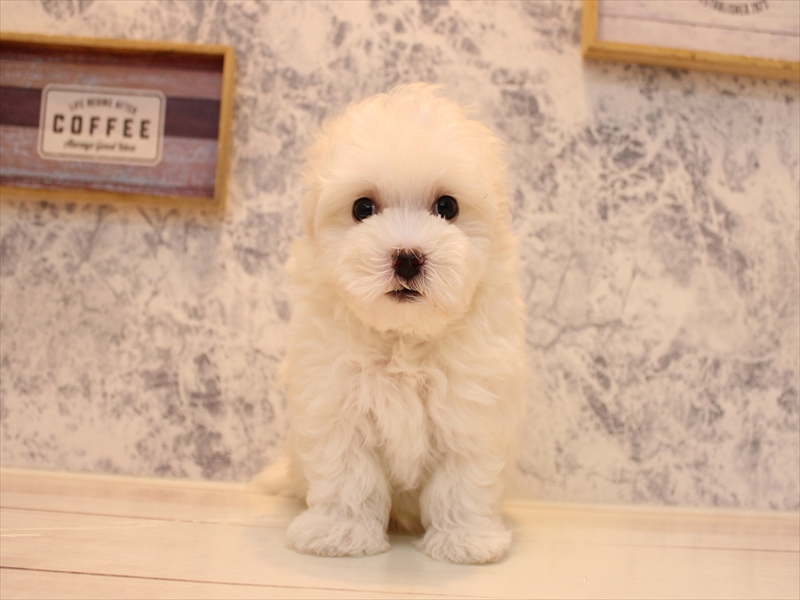 埼玉県のハーフ犬・ミックス犬 (ワンラブアリオ川口店/2025年8月3日生まれ/男の子/ホワイト)の子犬の2枚目の画像