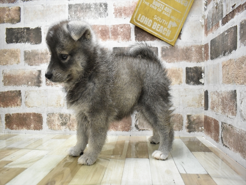 愛知県のポンスキー(ポメラニアン×シベリアンハスキー) (ワンラブ名古屋守山インター総本店/2025年8月12日生まれ/男の子/ブラックホワイト)の子犬の3枚目の画像