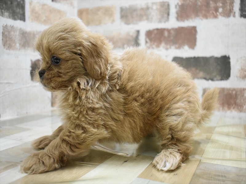愛知県のペキプー(ペキニーズ×プードル) (ワンラブ名古屋守山インター総本店/2025年8月8日生まれ/男の子/アプリコット)の子犬の3枚目の画像