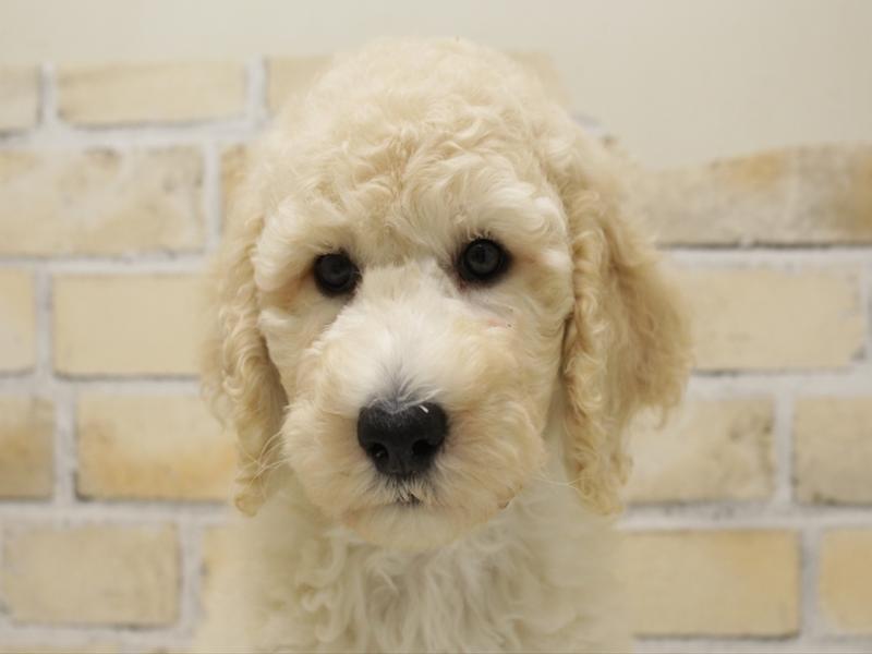 福岡県のスタンダードプードル (ワンラブ福岡総本店/2025年8月6日生まれ/男の子/クリーム)の子犬の1枚目の画像