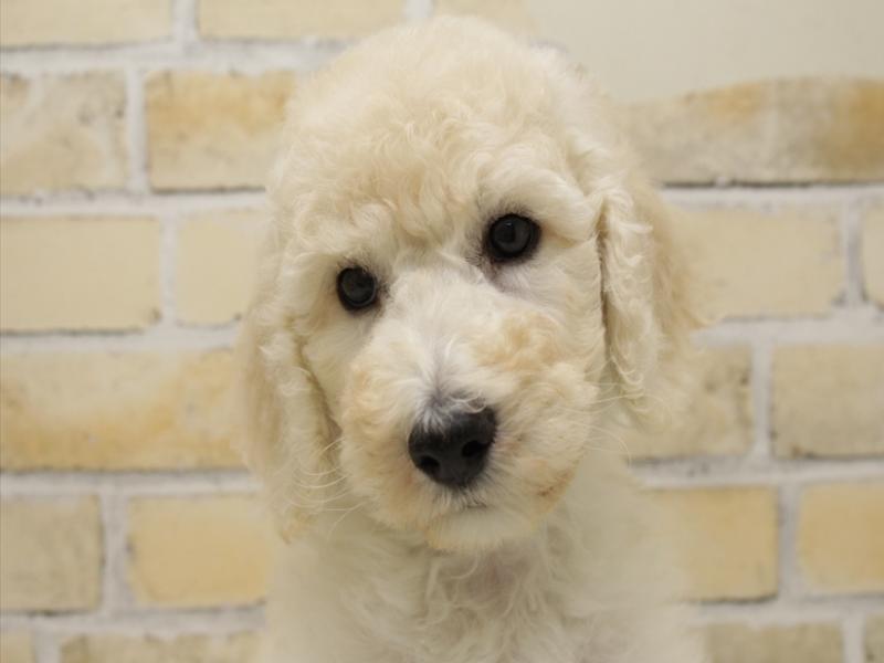 福岡県のスタンダードプードル (ワンラブ福岡総本店/2025年8月6日生まれ/男の子/クリーム)の子犬の1枚目の画像