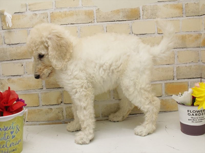 福岡県のスタンダードプードル (ワンラブ福岡総本店/2025年8月6日生まれ/男の子/クリーム)の子犬の2枚目の画像