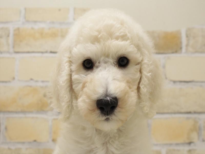 福岡県のスタンダードプードル (ワンラブ福岡総本店/2025年8月6日生まれ/男の子/クリーム)の子犬の1枚目の画像