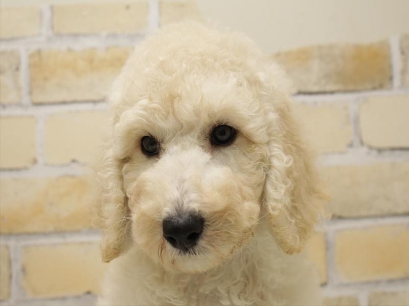 福岡県のスタンダードプードル (ワンラブ福岡総本店/2025年8月6日生まれ/男の子/クリーム)の子犬の1枚目の画像