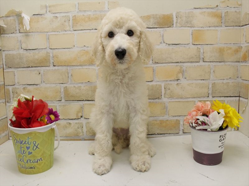 福岡県のスタンダードプードル (ワンラブ福岡総本店/2025年8月6日生まれ/男の子/クリーム)の子犬の3枚目の画像