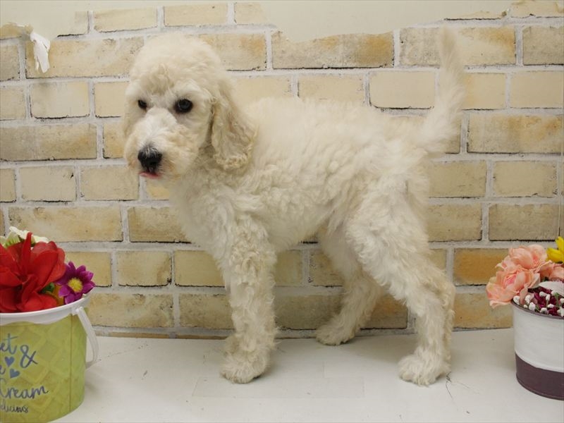 福岡県のスタンダードプードル (ワンラブ福岡総本店/2025年8月6日生まれ/男の子/クリーム)の子犬の2枚目の画像