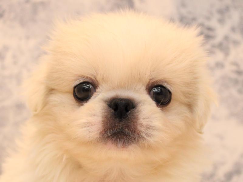 埼玉県のペキニーズ (ワンラブ埼玉寄居店/2025年8月11日生まれ/男の子/クリーム)の子犬の1枚目の画像
