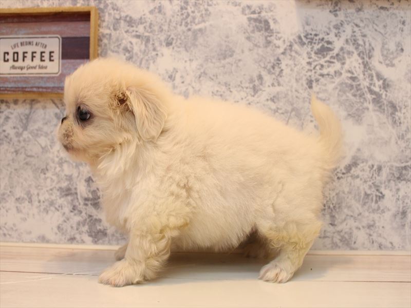埼玉県のペキニーズ (ワンラブ埼玉寄居店/2025年8月11日生まれ/男の子/クリーム)の子犬の3枚目の画像