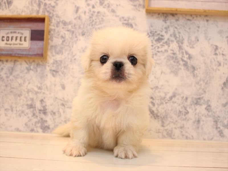 埼玉県のペキニーズ (ワンラブ埼玉寄居店/2025年8月11日生まれ/男の子/クリーム)の子犬の2枚目の画像
