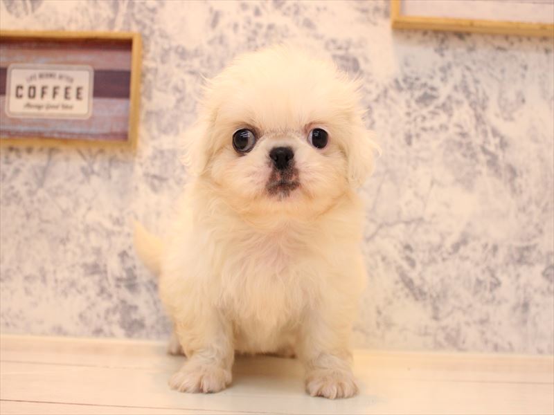 埼玉県のペキニーズ (ワンラブ埼玉寄居店/2025年8月11日生まれ/女の子/クリーム)の子犬の2枚目の画像