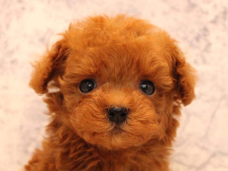埼玉県のタイニープードル (ワンラブ埼玉寄居店/2025年8月11日生まれ/男の子/レッド)の子犬の1枚目の画像