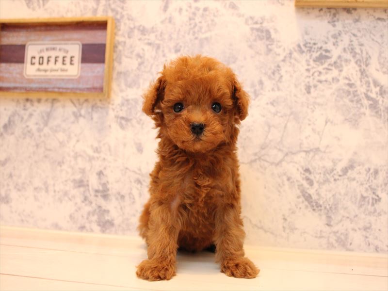 埼玉県のタイニープードル (ワンラブ埼玉寄居店/2025年8月11日生まれ/男の子/レッド)の子犬の3枚目の画像