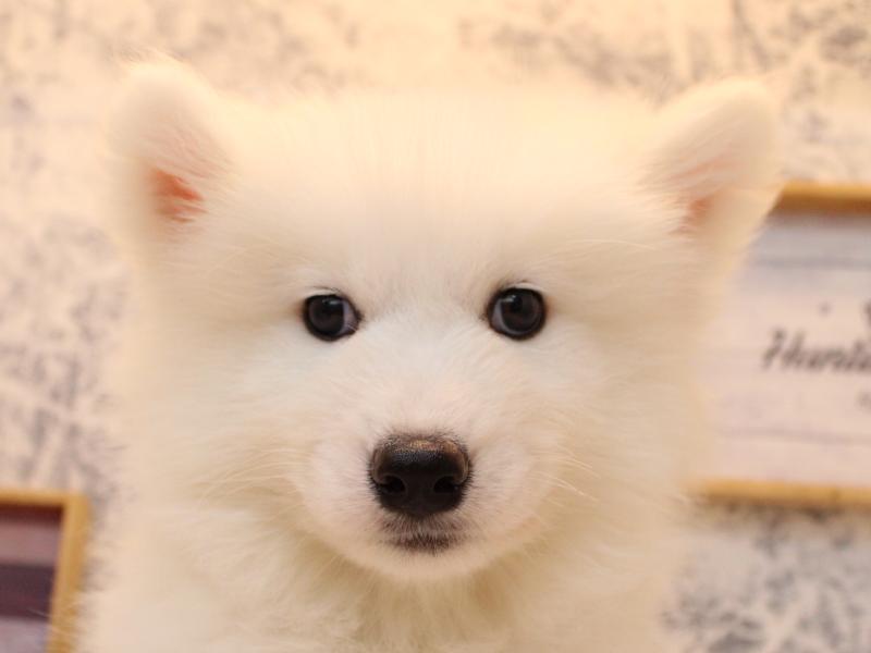 埼玉県のサモエド (ワンラブ埼玉寄居店/2025年8月12日生まれ/男の子/ホワイト)の子犬の1枚目の画像