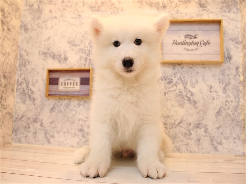 埼玉県のサモエド (ワンラブ埼玉寄居店/2025年8月12日生まれ/男の子/ホワイト)の子犬の3枚目の画像