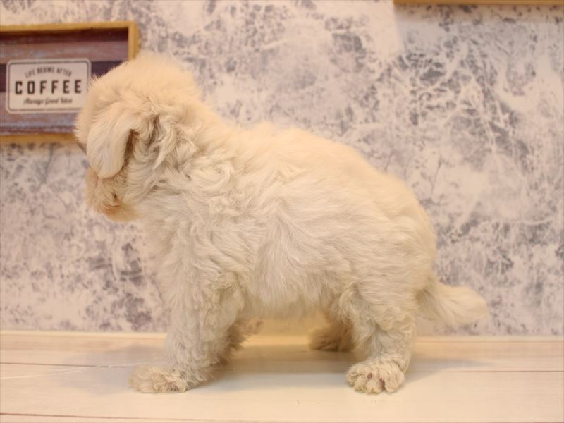 福岡県のマルチーズ (ワンラブ福岡総本店/2025年8月10日生まれ/男の子/ホワイト)の子犬の3枚目の画像