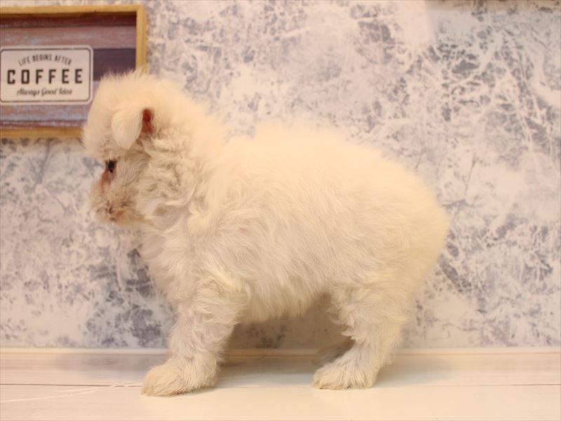 福岡県のマルチーズ (ワンラブ福岡総本店/2025年8月11日生まれ/女の子/ホワイト)の子犬の3枚目の画像