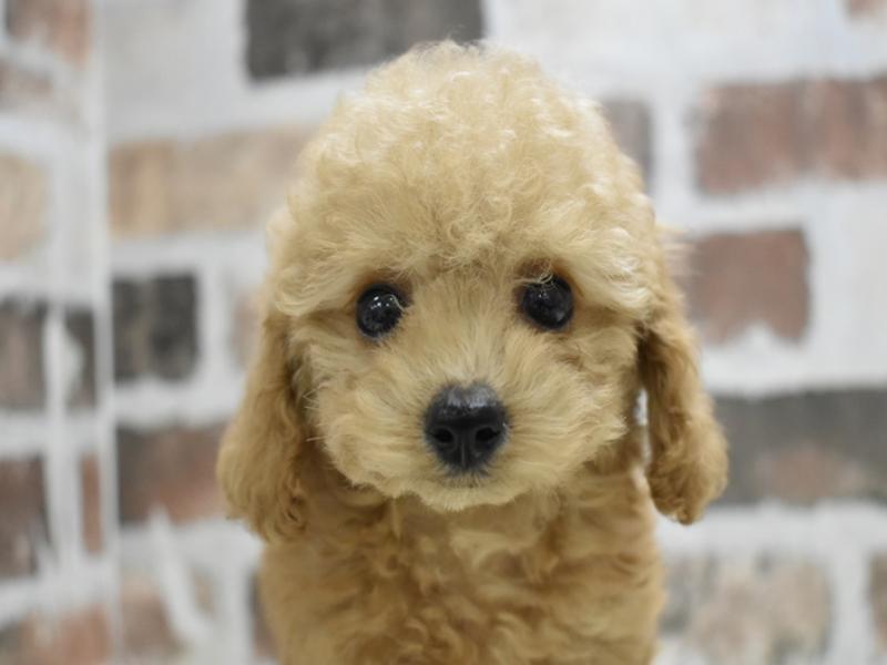 愛知県のタイニープードル (ワンラブ星崎店(FC)/2025年8月11日生まれ/男の子/オレンジフォーン)の子犬
