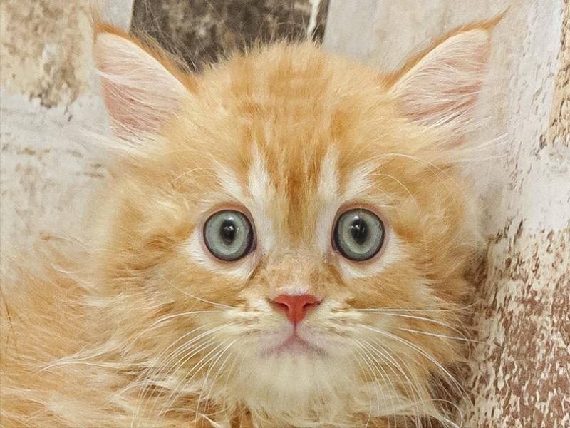 滋賀県のサイベリアン (ワンラブカインズ甲賀店/2025年8月17日生まれ/男の子/レッドタビー)の子猫