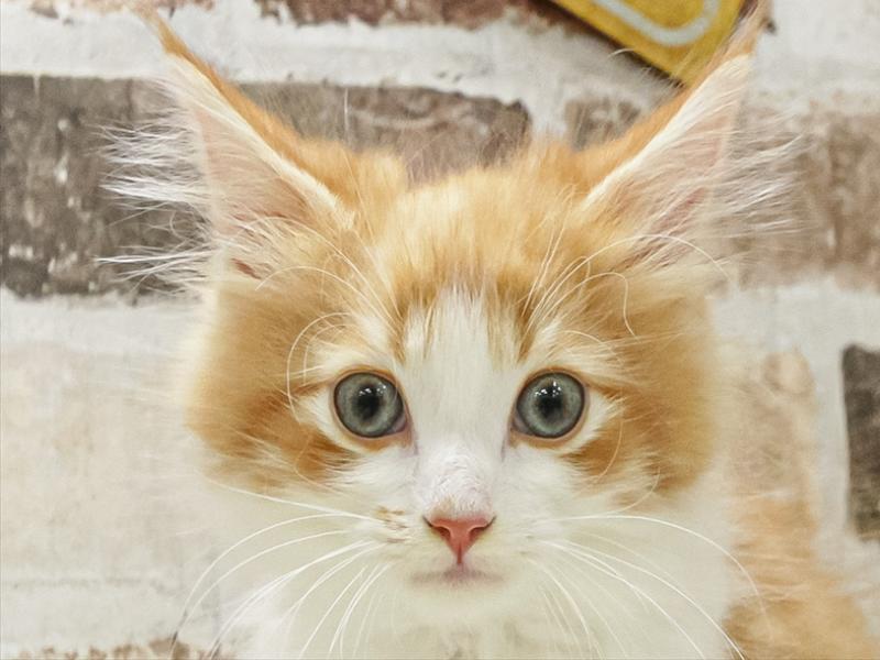 奈良県のサイベリアン (ワンラブミ・ナーラ奈良店/2025年8月10日生まれ/男の子/レッドタビーホワイト)の子猫の1枚目の画像