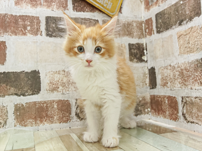 奈良県のサイベリアン (ワンラブミ・ナーラ奈良店/2025年8月10日生まれ/男の子/レッドタビーホワイト)の子猫の3枚目の画像