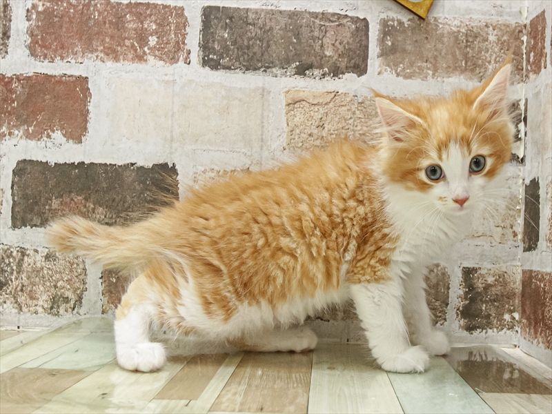 奈良県のサイベリアン (ワンラブミ・ナーラ奈良店/2025年8月10日生まれ/男の子/レッドタビーホワイト)の子猫の2枚目の画像