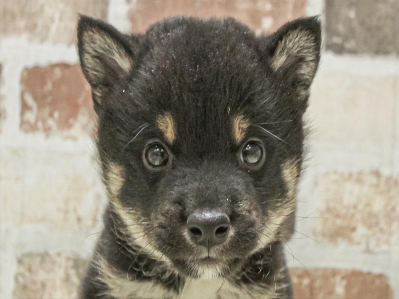 香川県の柴犬(標準サイズ) (ワンラブゆめタウン三豊店/2025年8月16日生まれ/男の子/黒)の子犬
