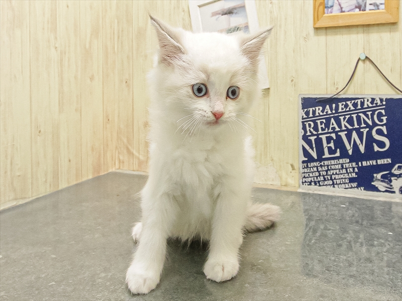 宮城県のラグドール (ワンラブカインズ仙台港店/2025年8月16日生まれ/男の子/ブルーポイントバイカラー)の子猫の3枚目の画像