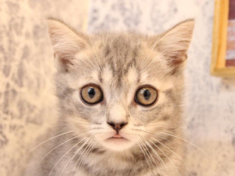 茨城県のマンチカン (ワンラブイオンモール下妻店/2025年7月31日生まれ/男の子/ブルータビー)の子猫の1枚目の画像