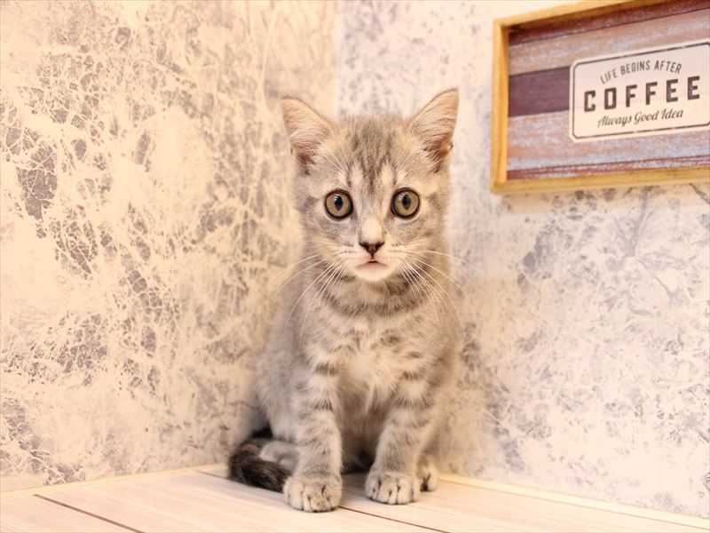 茨城県のマンチカン (ワンラブイオンモール下妻店/2025年7月31日生まれ/男の子/ブルータビー)の子猫の3枚目の画像