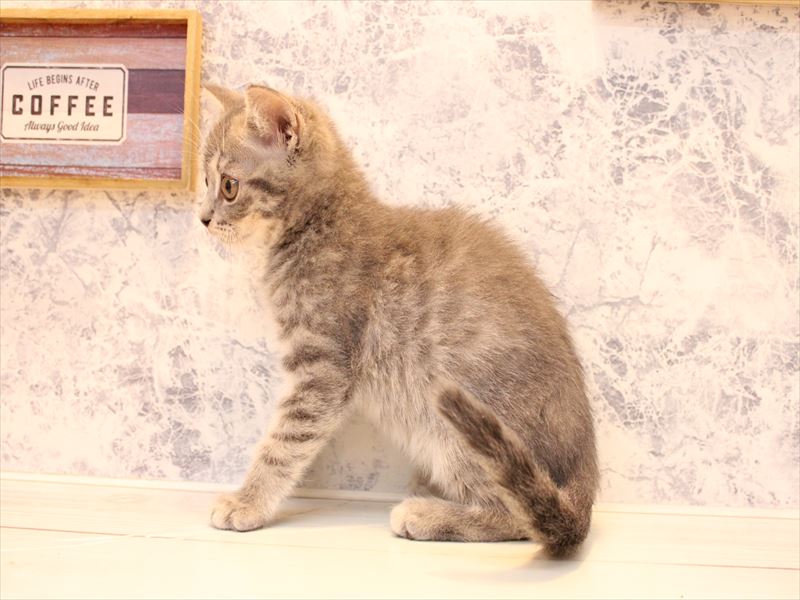 茨城県のマンチカン (ワンラブイオンモール下妻店/2025年7月31日生まれ/男の子/ブルータビー)の子猫の2枚目の画像