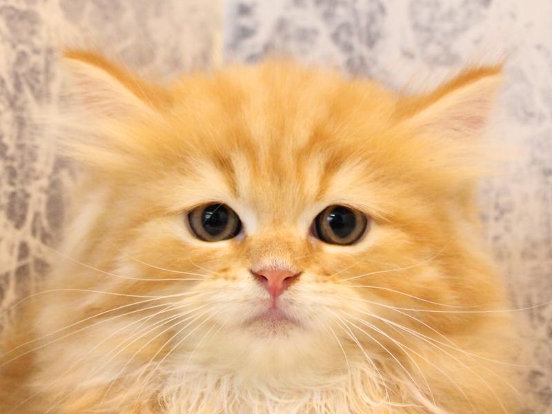 埼玉県のサイベリアン (ワンラブ埼玉寄居店/2025年8月16日生まれ/男の子/レッドタビー)の子猫の1枚目の画像