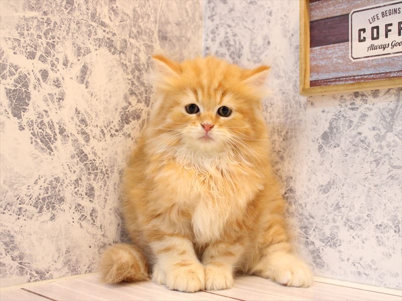埼玉県のサイベリアン (ワンラブ埼玉寄居店/2025年8月16日生まれ/男の子/レッドタビー)の子猫の3枚目の画像