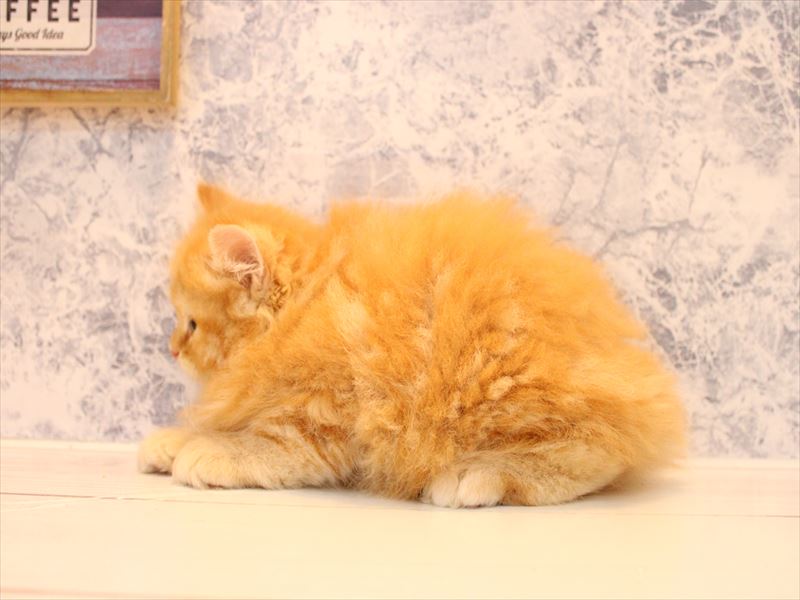 埼玉県のサイベリアン (ワンラブ埼玉寄居店/2025年8月16日生まれ/男の子/レッドタビー)の子猫の2枚目の画像