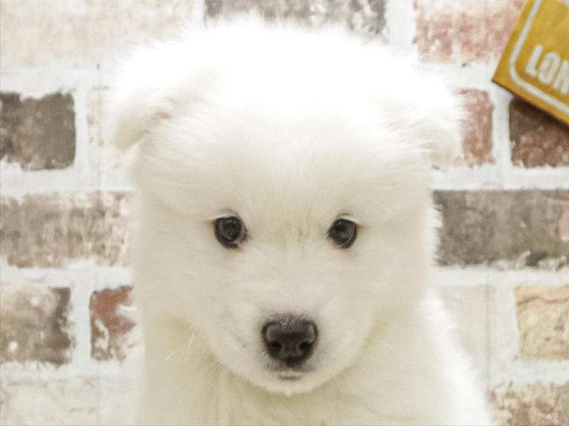 山口県のサモエド (ワンラブおのだサンパーク店/2025年8月16日生まれ/男の子/ホワイト)の子犬の1枚目の画像