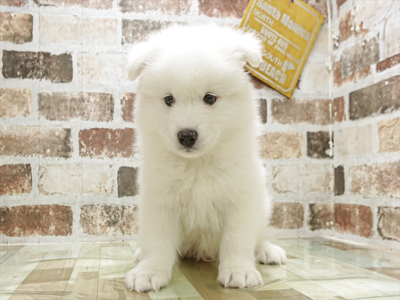 山口県のサモエド (ワンラブおのだサンパーク店/2025年8月16日生まれ/男の子/ホワイト)の子犬の3枚目の画像