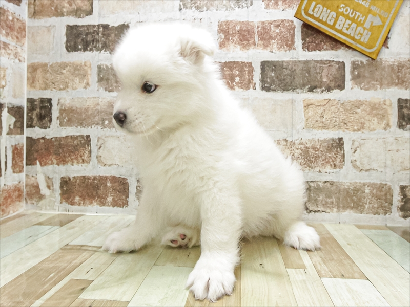 山口県のサモエド (ワンラブおのだサンパーク店/2025年8月16日生まれ/男の子/ホワイト)の子犬の2枚目の画像