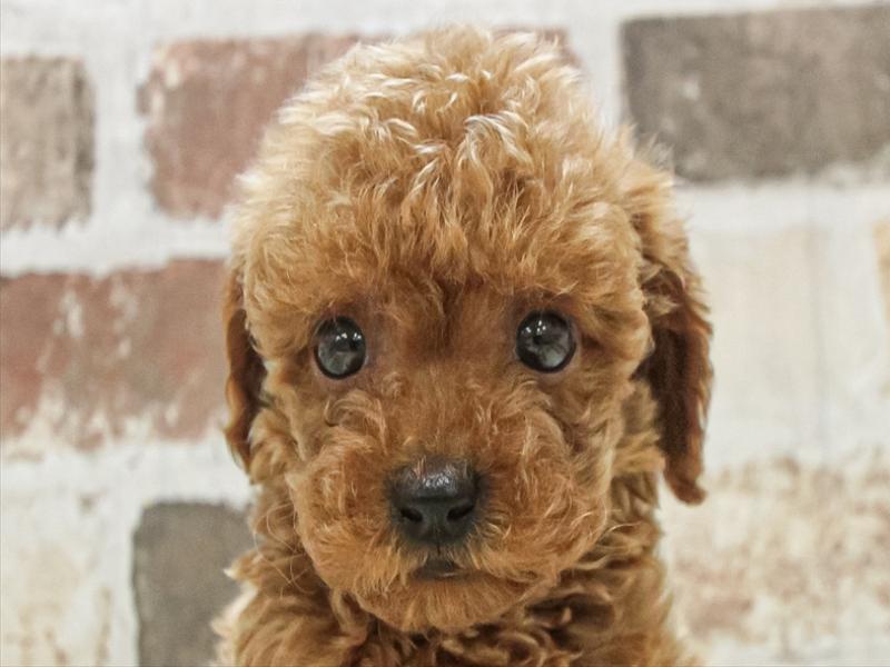 大阪府のトイプードル(トイ) (ワンラブアリオ鳳店/2025年8月15日生まれ/男の子/レッド)の子犬の1枚目の画像