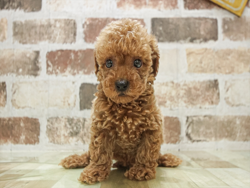 大阪府のトイプードル(トイ) (ワンラブアリオ鳳店/2025年8月15日生まれ/男の子/レッド)の子犬の3枚目の画像