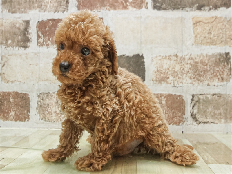 大阪府のトイプードル(トイ) (ワンラブアリオ鳳店/2025年8月15日生まれ/男の子/レッド)の子犬の2枚目の画像