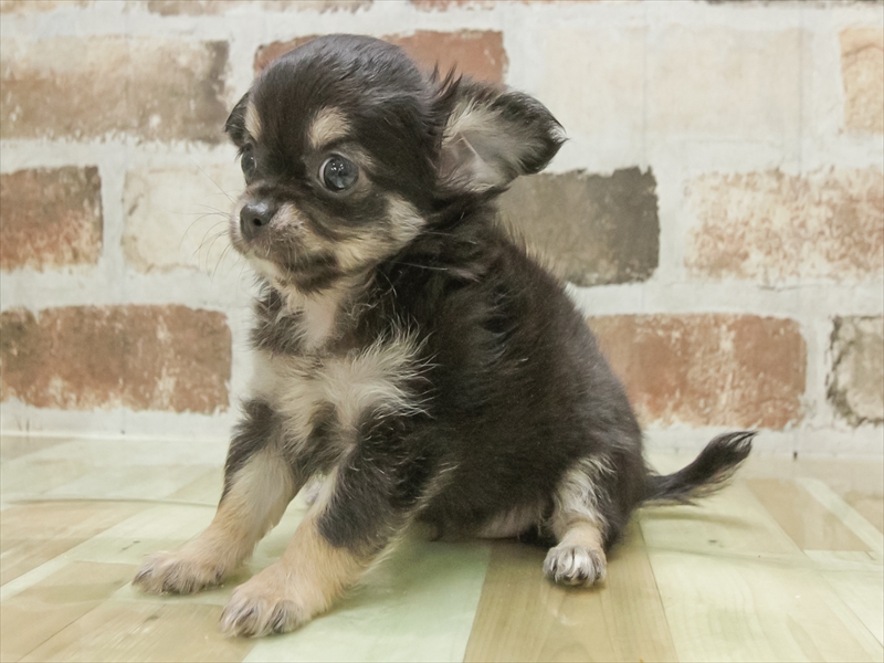 岡山県のチワワ(ロング) (ワンラブアリオ倉敷店/2025年8月11日生まれ/女の子/ブラックタンホワイト)の子犬の2枚目の画像