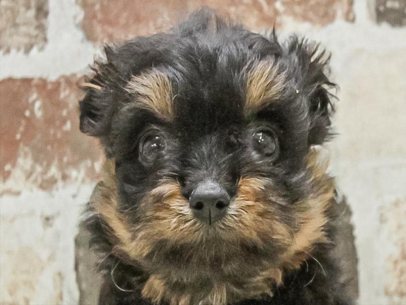 大阪府のポメプー(ポメラニアン×プードル) (ワンラブアリオ鳳店/2025年8月17日生まれ/女の子/ブラックタン)の子犬