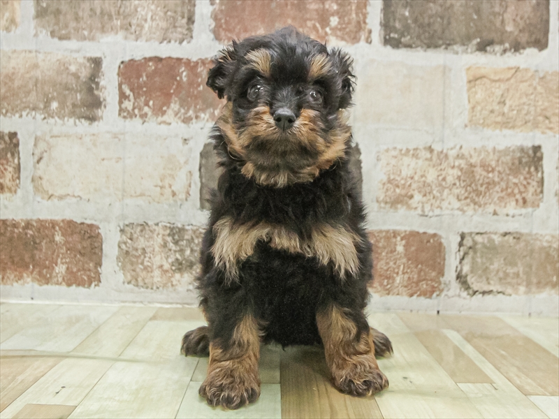 2025年8月17日生まれのポメプー(ポメラニアン×プードル)の3枚目の写真