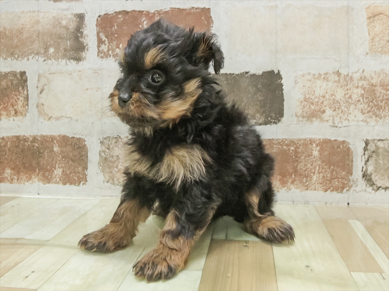 2025年8月17日生まれのポメプー(ポメラニアン×プードル)の2枚目の写真