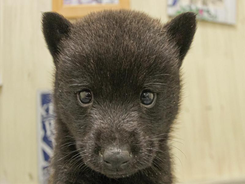 鹿児島県の甲斐犬 (ワンラブニシムタ N'sCITY谷山店/2025年8月16日生まれ/男の子/黒虎)の子犬の1枚目の画像